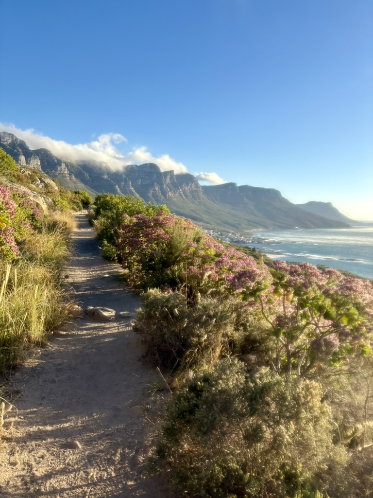 Coastal trail with wildflowers and Twelve Apostles mountains